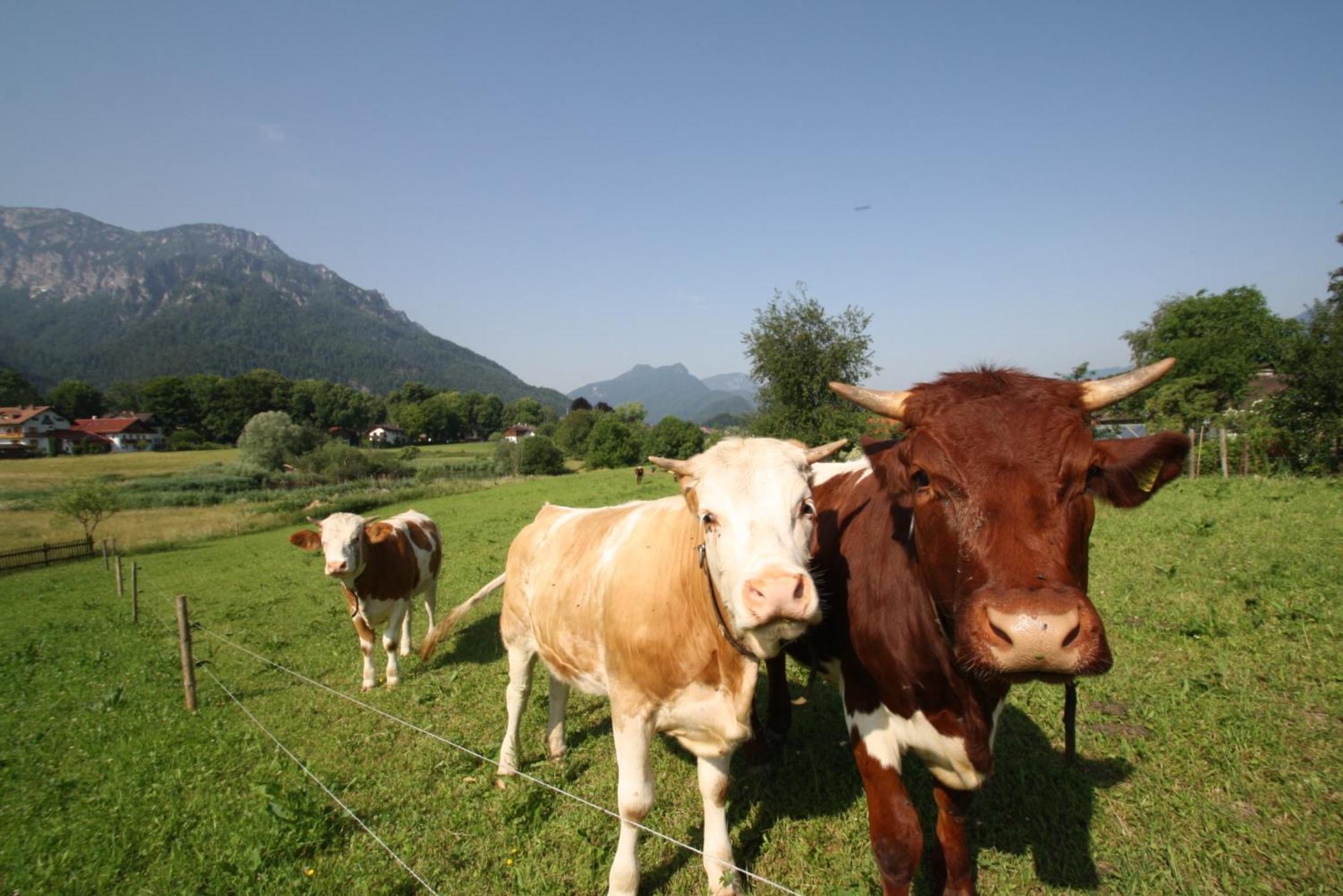 Bachbauernhof Appartement Bayerisch Gmain Buitenkant foto